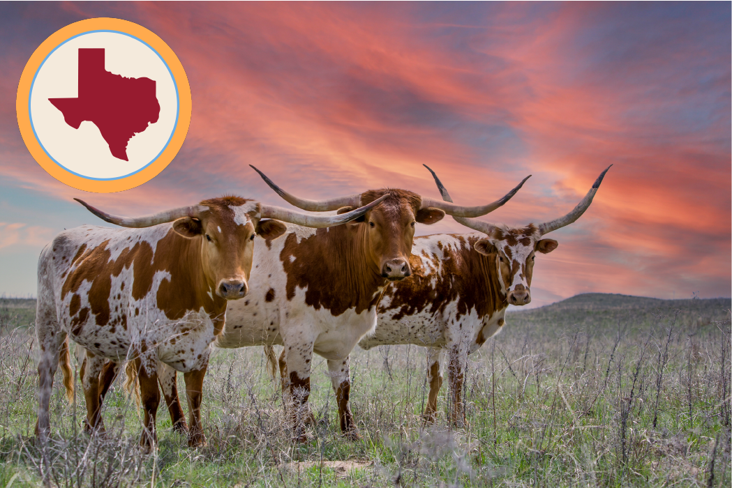 Your Texas Math Solution